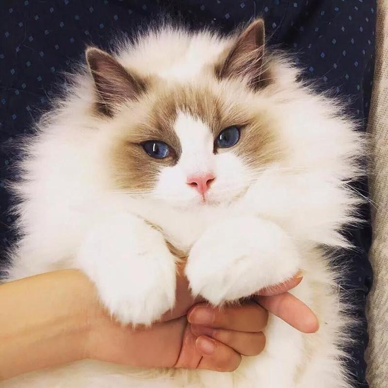 寵物年年照片1 寵物年年照片1