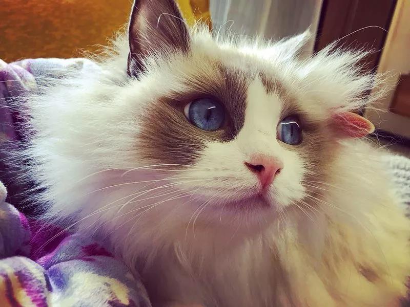 寵物年年照片2 寵物年年照片2