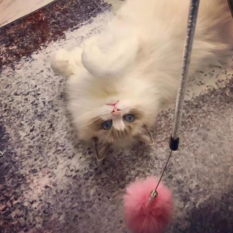 寵物年年照片3 寵物年年照片3