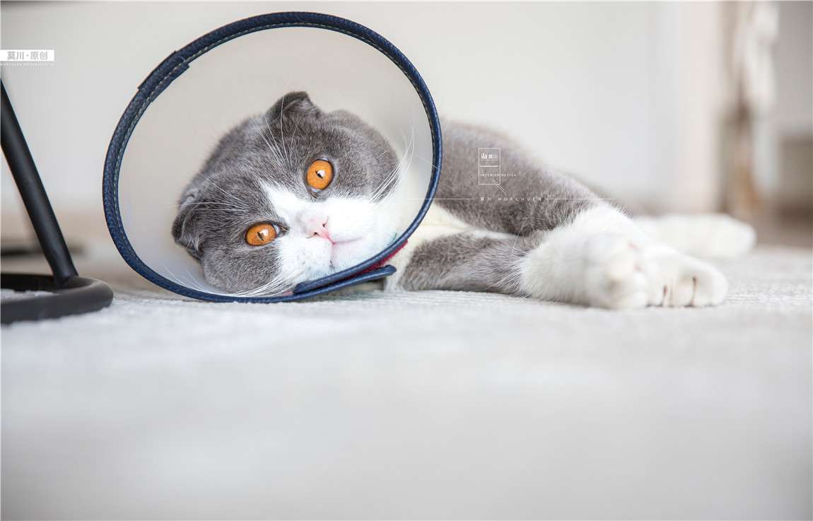 1 (81).jpg 1 (81).jpg